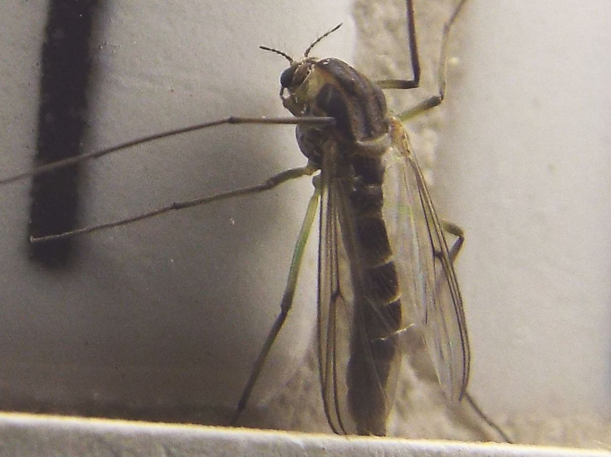 Chironomidae: ...cfr. Chironomus sp.